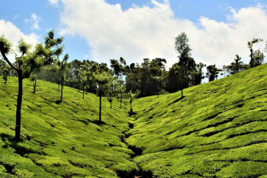 best resorts to stay in munnar
