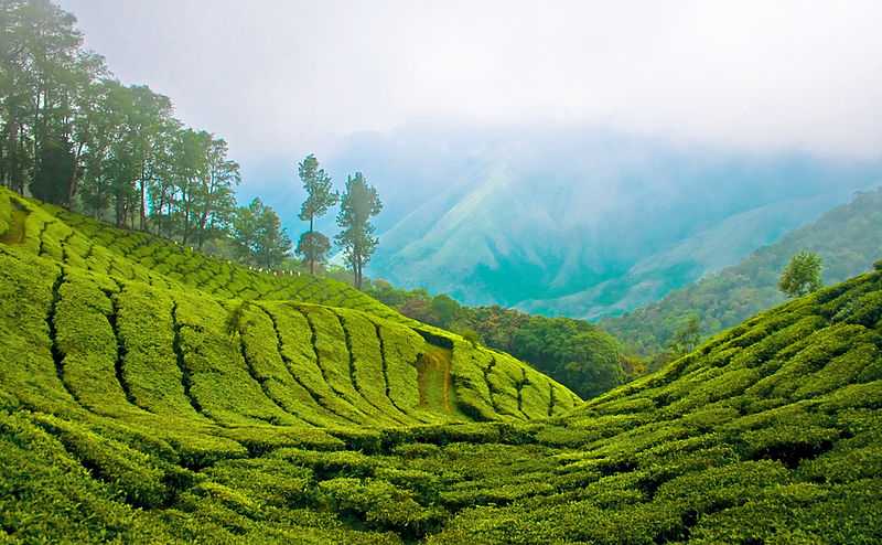 munnar tour packages