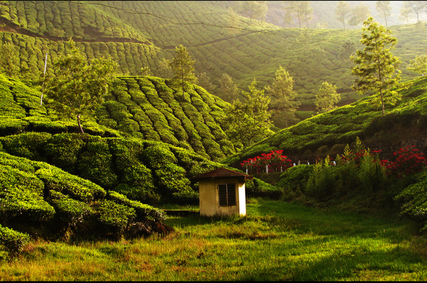 best resorts in munnar
